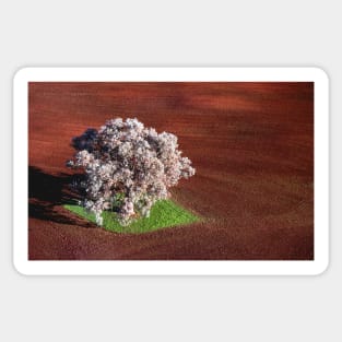 Jacaranda tree, Benalla, Victoria Sticker